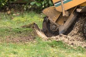 Comprehensive Tree Stump Removal Techniques and Their Benefits