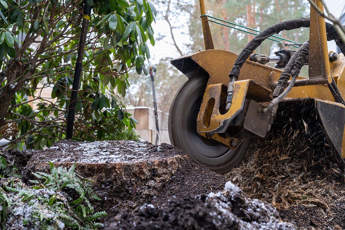 Stump Grinding: A Quick Solution to Enhance Your Yard’s Appearance