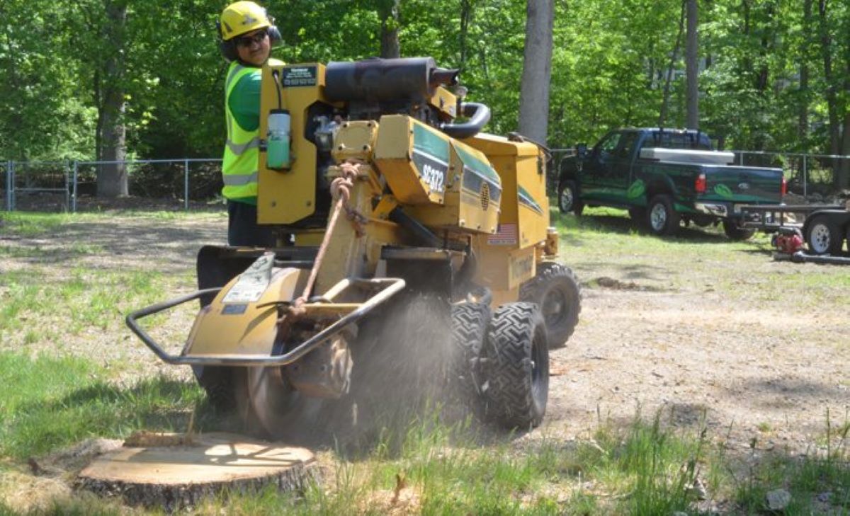 Grinding Tree Stumps After Removal: Tips from Sydney Arborists