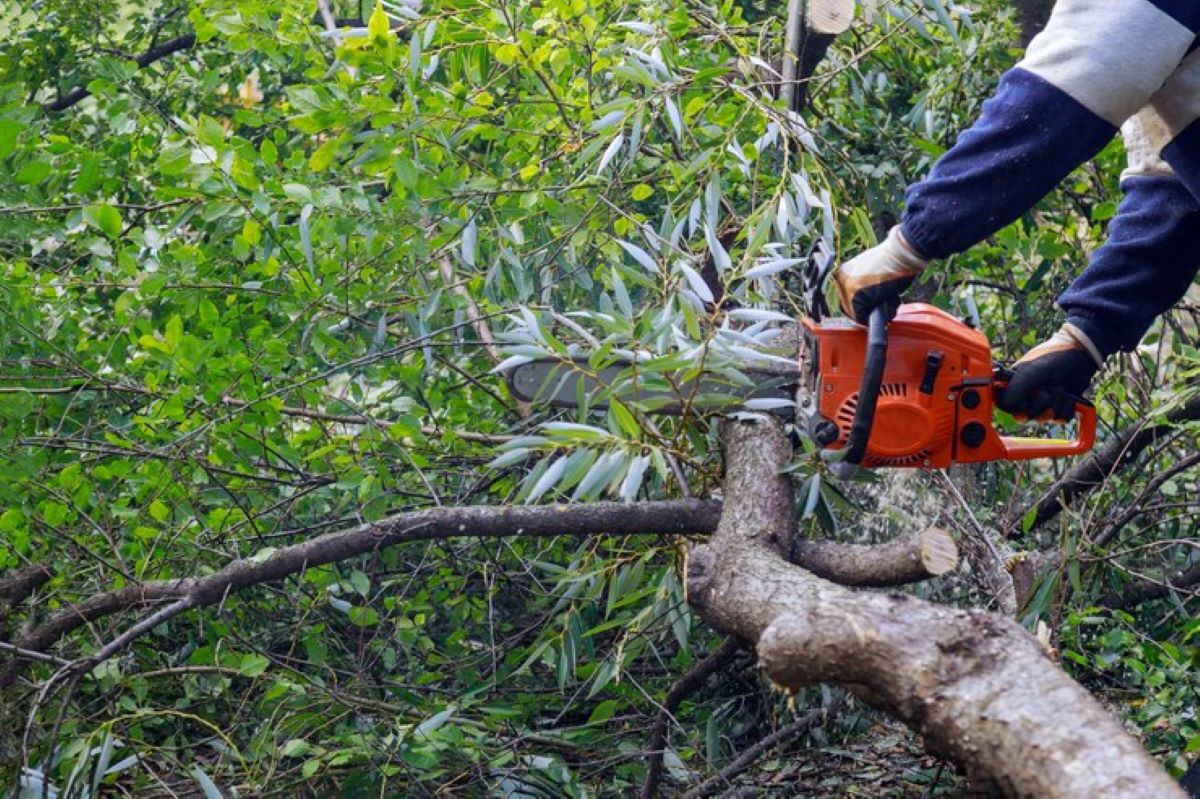 The Role of a Project Arborist in Large Sydney Developments