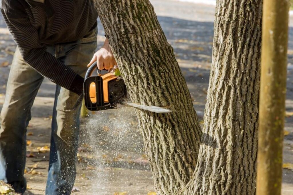 project arborist sydney