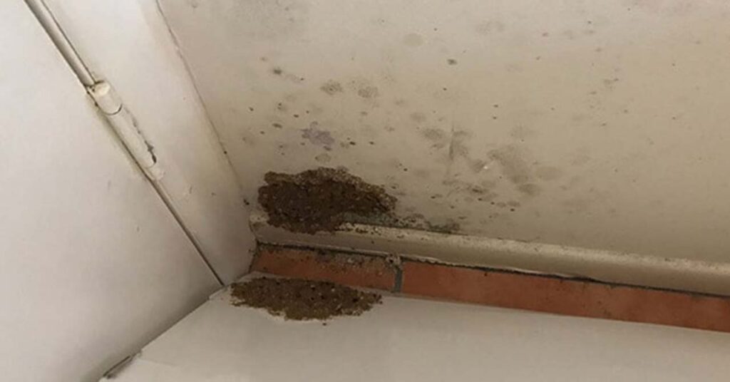 Pest and Termite Treatment: Can You Combine Both in a Single Visit?