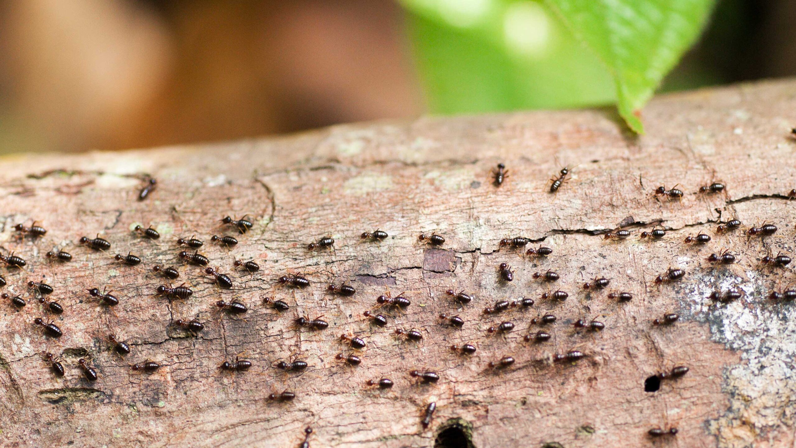 Pest and Termite Treatment: Can You Combine Both in a Single Visit?