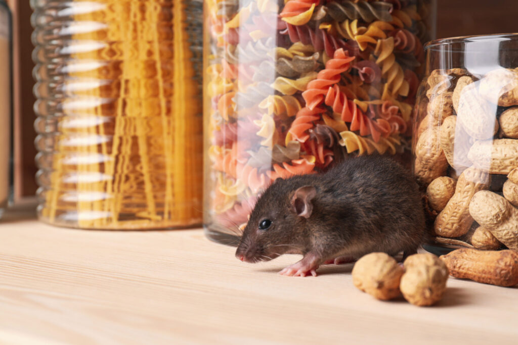 Mice Removal Sydney: What’s the Best Time of Year for Professional Treatment?

