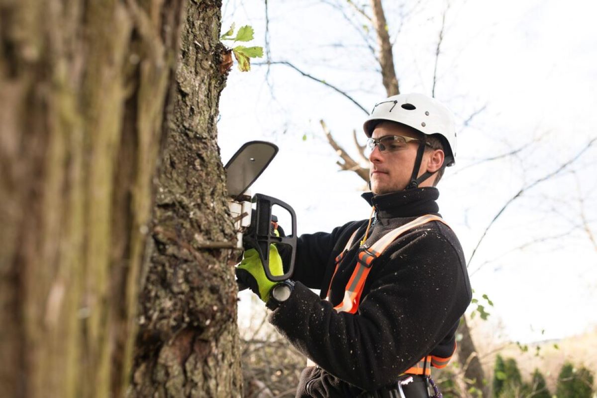 What Does an Arborist in Sydney Actually Do During a Tree Assessment?