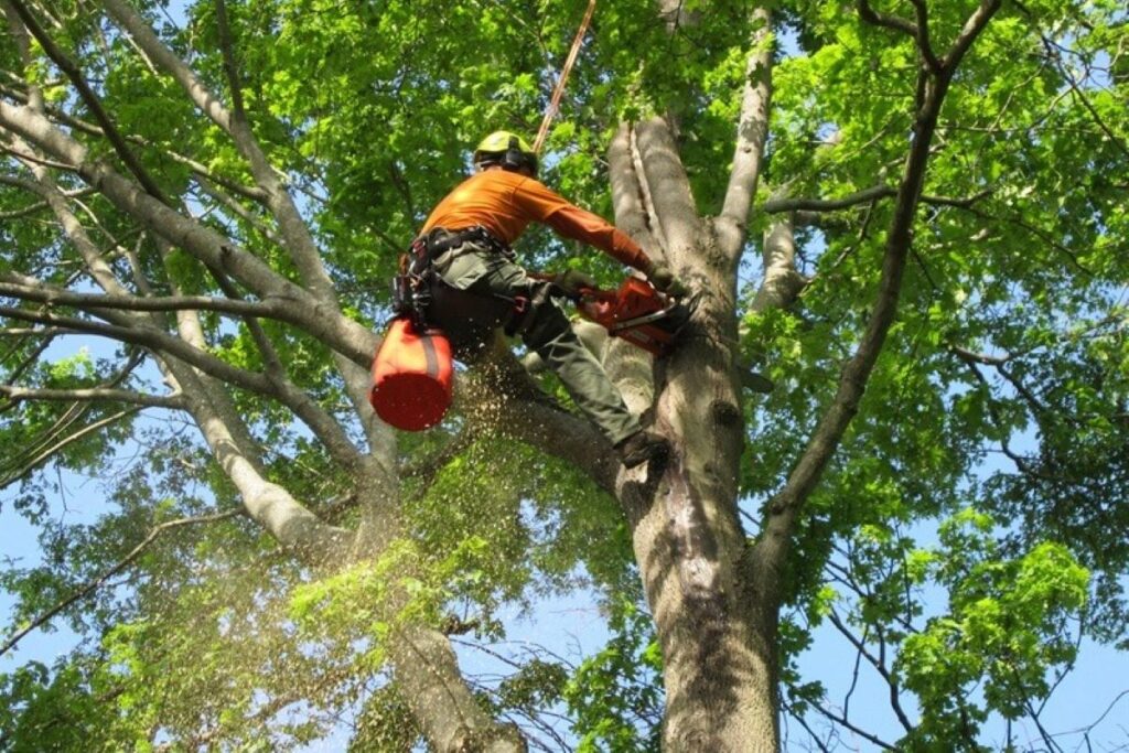 Arborist Hunters Hill